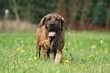 FILA BRASILEIRO 073